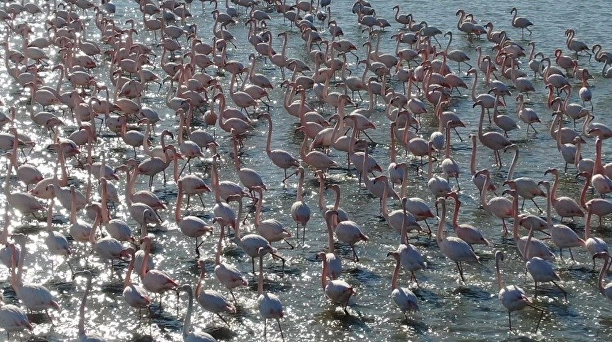 Marmara’da bulunan az sayıdaki lagünlerden biri olan 152 hektarlık Hersek Lagünü’nde bulunan kuş gözlem kulesi de adeta alana ayrı bir renk katıyor.