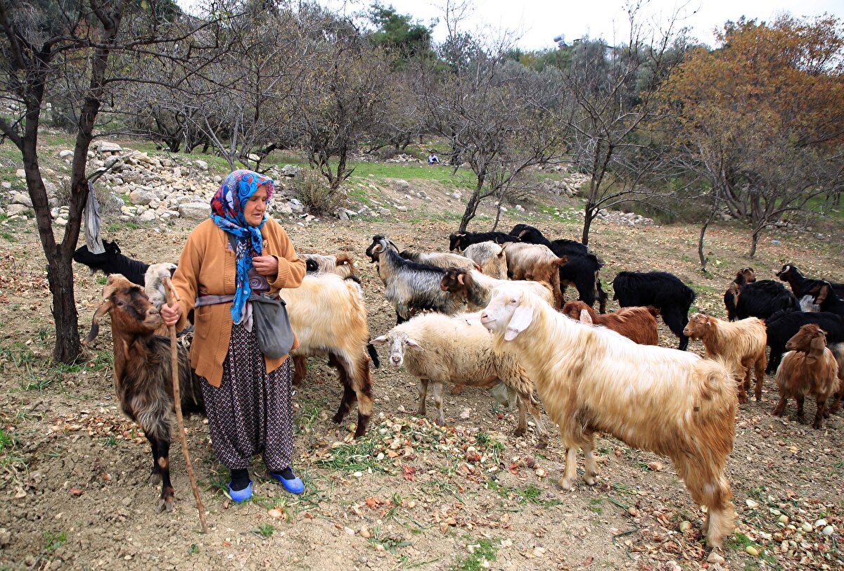 Evdeki işlerini tamamladıktan sonra gününün büyük bölümünü beraber geçirdiği keçi ve koyunlarına ayıran Budak, hayvanlarının bakım ve temizliğiyle de ilgileniyor.