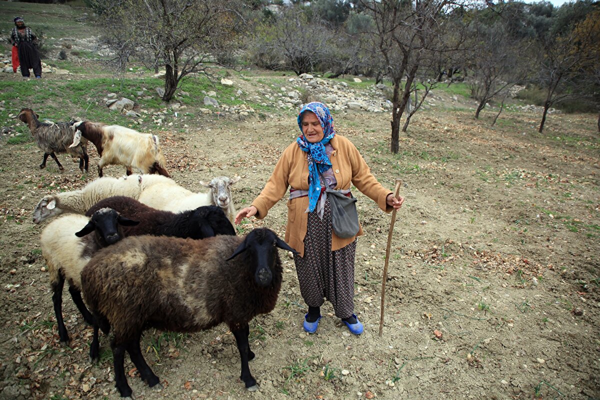 Yaklaşık 50 yıldır çobanlık yapan Budak, şunları söyledi:<br><br>"Günde 12 saat çobanlık yaparım. Sonra eve gelirim yemek yapar, bulaşık yıkarım, hayvanların temizliğini, bakımlarını yaparım ve yemlerini veririm. Hayvanlarla aram çok iyi. Biri hasta olursa o gün yatamam. Baytar baytar dolaştırırım. Hastalandıklarında kendim hastalanmışım gibi hissediyorum. İşimi o kadar çok seviyorum. Hayvanlarıma çocuklarım gibi bakarım. Emeğimle kazandığımda seviniyorum."