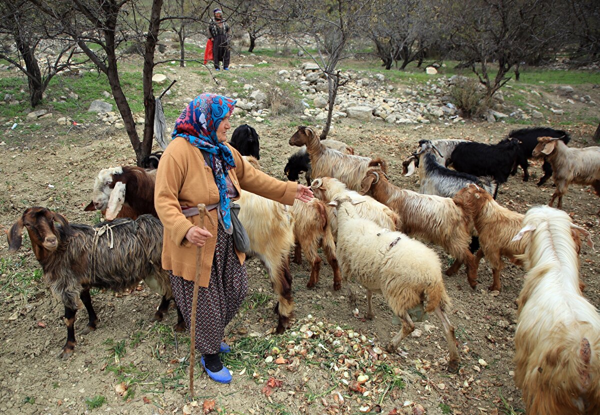 <br>Evladı gibi baktığı hayvanlarına 'Kızım', 'Oğluşum' ve 'Güzellerim' diye hitap eden, Budak, hayvanların süt ve peynirinden elde ettiği gelirle de hem hasta kocasına bakıyor hem de farklı işlerde çalışan oğullarına maddi destek oluyor.
