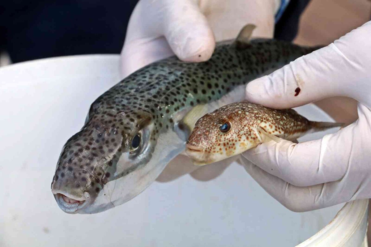 Projenin hem balon balığının popülasyonunu dengelenmesi hem de yasak olan av hayvanlarının avlanmasının önüne geçilmesi adına önemli bir adım olduğuna vurgu yapan Özata, "Av hayvanlarında egzotik deri olarak geçiyor, o hayvanların avlanması yasak olduğu için balon balıkları onların yerini alacak. Bunları tabaklama yöntemiyle hepsi egzotik deri dediğimiz farklı desenli ürünler oluşturmaya imkanı da sağlıyor" diye konuştu.<br><br>