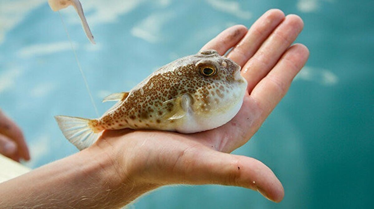 Özata, AR-GE çalışmaları sırasında balon balığı derisinin son derece kaliteli bir deri olduğunu fark edince tekstilde kullanmak üzere girişimlere başladıklarını aktararak, “Bunlardan ayakkabı, çanta, cüzdan, anahtarlık üzerine çalışmalara başladık. Bu işte başarılı olunca aynı zamanda patentine başvurduk. Şimdi bir tekstil ürünü olarak kullanılmasını sağlayacağız. Çok şık ve güzel bir çanta oldu” dedi.<br><br>