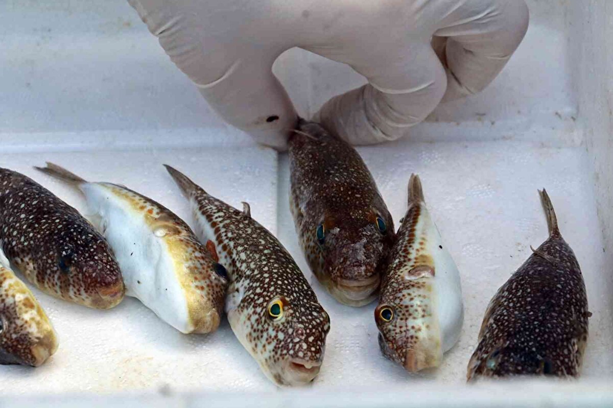 Özata, balon balığının derisinden telefon ve tablet kılıfı yapımı üzerinde çalıştıklarını da aktararak, "Telefondaki manyetik alanı tutma özelliğini test için incelemeye gönderdik. Eğer iyi bir sonuç gelirse, radyoaktif maddeleri emen bir özelliği tespit edersek onun üzerinden telefon ve tabletlerde kılıf olarak kullanmayı düşünüyoruz. Hem görüntü olarak güzel bir görüntü ortaya çıkacak hem de sağlıklı bir ürün olacak" şeklinde konuştu.<br><br>