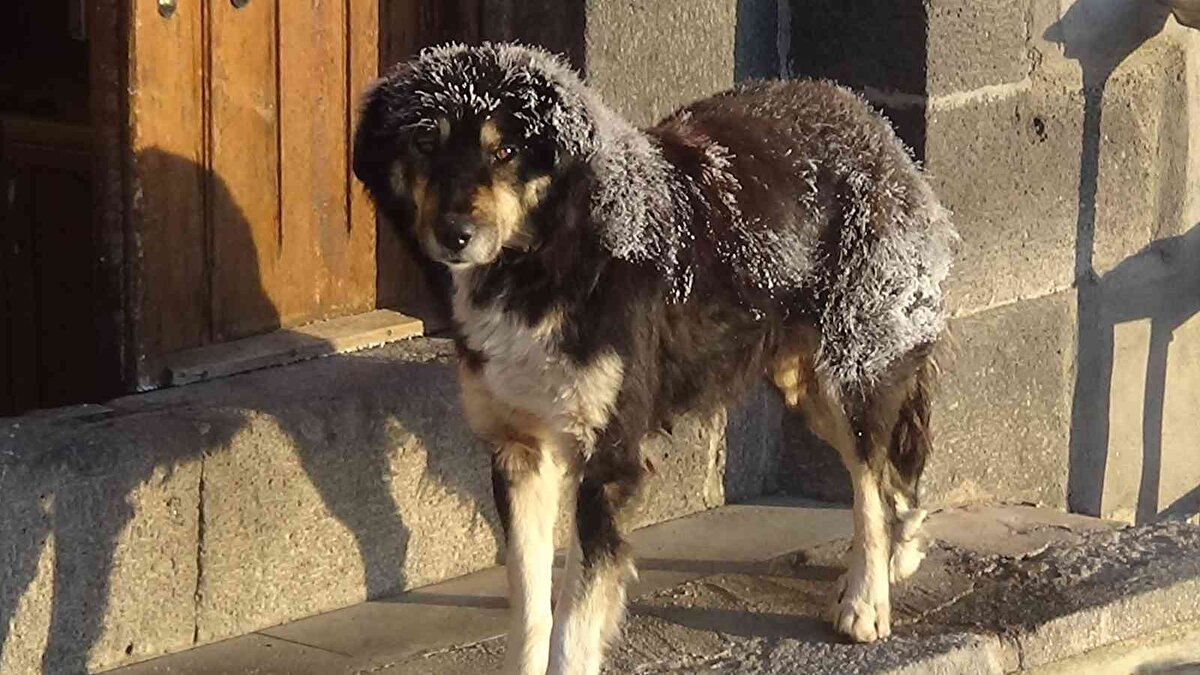 Kars’ı Kuzey Kutbu’na benzeten bir vatandaş, “Vallahi hava çok güzel, yani öyle bir güzel ki Kuzey Kutbu’nda yaşasak bu kadar soğuk olmazdı” dedi.<br>
