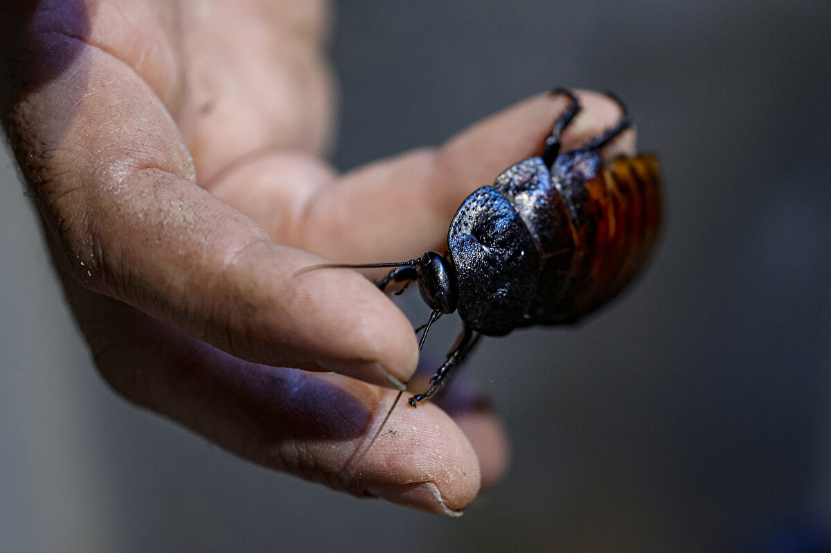 Hayvanat bahçeleri, pet shoplar ve evde hayvan besleyenlerin taleplerini karşılamak üzere kurulan işletmede, hamam böceklerinin bakımı özenle yapılıyor.<br>