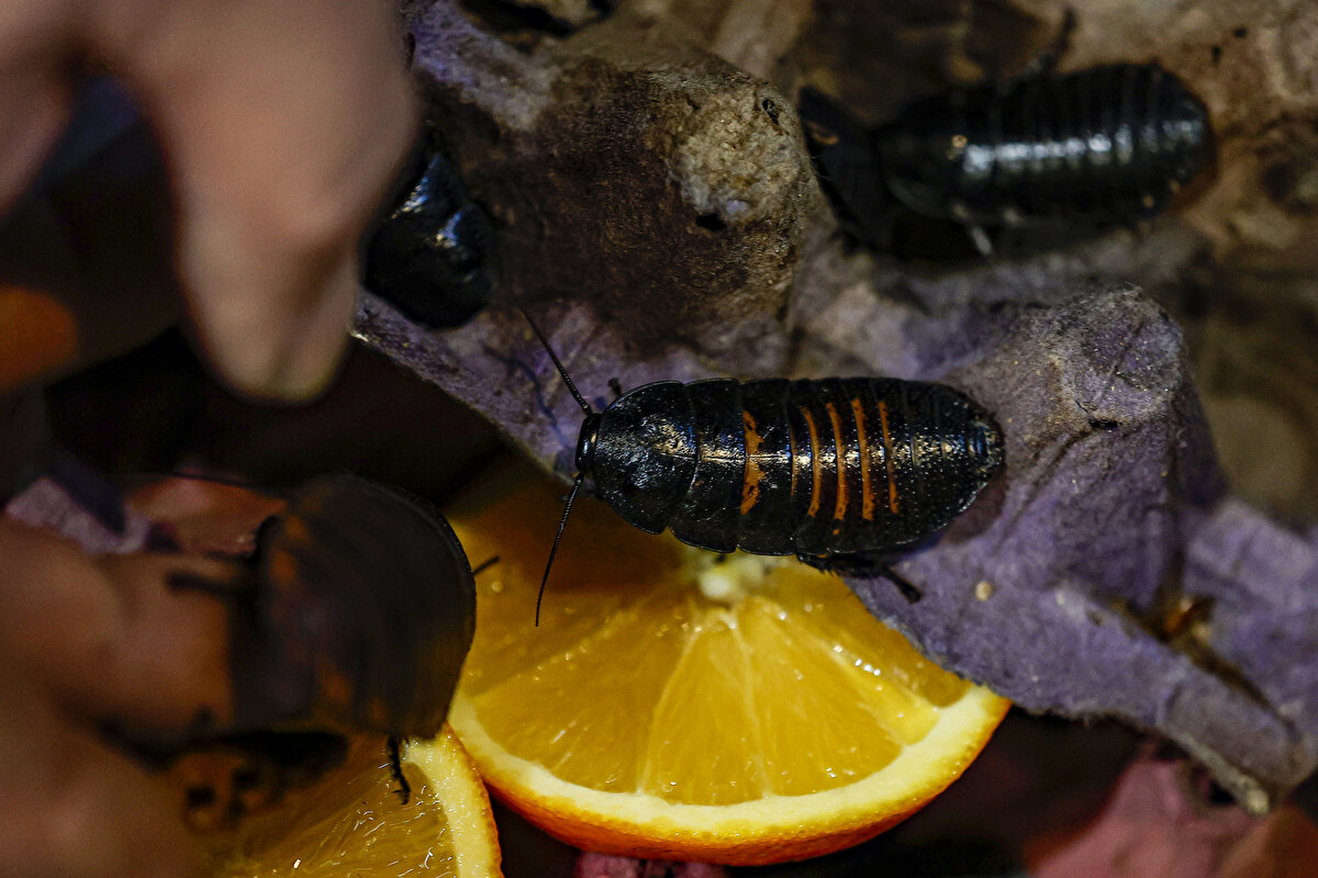 Tarım ve Orman Bakanlığının izniyle girişimci Selami Gökgöl'ün 19 yıl önce kurduğu böcek çiftliğinde, un kurdu, morio kurdu, cırcır böceği ve çekirgelerin de aralarında bulunduğu 14 böceğin yanı sıra lobster roach, tartara, Madagaskar ve dubia olmak üzere 4 tür hamam böceği de üretiliyor.<br>