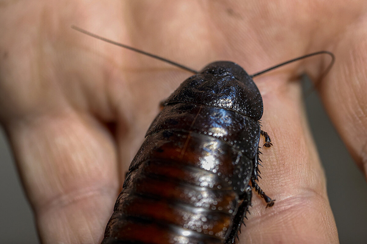 Hayvanat bahçelerindeki boyu 15-20 santimetreyi bulan büyük boy tarantula örümcekler için büyük hamam böceklerinin tercih edildiğini aktaran Gökgöl, şunları kaydetti:<br><br>"Tarantulaya yeni doğmuş yarım santimlik bir tartara hamam böceğini verirseniz hayvanı doyurmaz. Hayvanın büyüklüğüne göre yem seçmek gerekiyor. 6-7 santimetrelik Madagaskar çok daha uygun olur çünkü bu tip hayvanlar ardı ardına yem yiyemiyor. Bir tane yediğinde, bir ay boyunca başka bir şey yemeden hayatlarını sürdürebiliyor. Büyük hamam böceği de tarantulayı bir ay götürür."<br><br>Hamam böcekleri üzerine tıp alanında Ar-Ge çalışmalarının da yürütüldüğünü belirten Gökgöl, kanser alanında çalışma yürütülen merkezlerde hamam böcekleri üzerine de çalışıldığını aktardı.<br>Ürettikleri hamam böceklerini taneyle sattıklarını anlatan Gökgöl, "En uygun hamam böceğinin fiyatı 65 kuruş, türüne boyuna bağlı olarak da en pahalısı 15 lira. Hamam böcekleri 3 ay ile 2 yıl arasında yaşıyor. Hamam böceklerini steril ortamda yetiştiriyoruz. Sokakta, lağımlarda yetişen hamam böcekleriyle kesinlikle kıyaslamamak gerekiyor. Üzerinde virüs, bakteri bulunduran cinsler değildir" diye konuştu.<br><br>Selami Gökgöl, merdiven altı üretim yapan yerlerden canlı yem alınmamasını önenerek, "Çiftliğimizde yazın yangın çıktığı dönemde bir süre üretim yapamadık. Bir müşterimiz, internet sitesinden canlı yem almış, 12 kanaryası ölmüş. Böcek deyip geçmeyin, steril ortamlarda ehil kişiler tarafından üretilmeli" dedi.