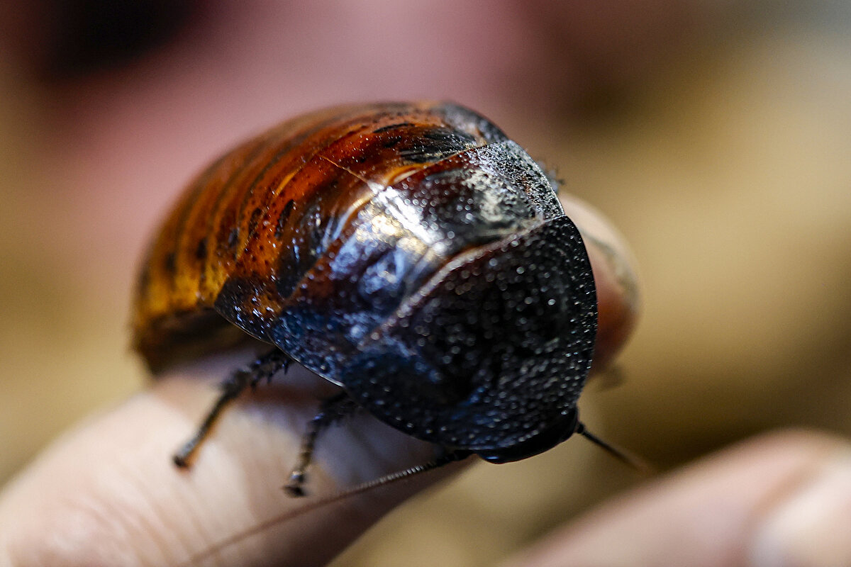 Haftanın belirli günlerinde haşlanmış tavuk ve balıkla beslenen hamam böceklerine patates, portakal, muz ve havuç da veriliyor. Özel kaplara konulan hamam böcekleri, talebe göre Türkiye'nin dört bir köşesine gönderiliyor.<br><br>Böcek çiftliğinin sahibi Selami Gökgöl, talebi karşılamak için 4 çeşit hamam böceği yetiştirdiklerini belirterek, büyüklüğüne ve hareket kabiliyetine göre değişen farklı hayvanlar için hamam böceğinin canlı yem olarak kullanıldığını söyledi.