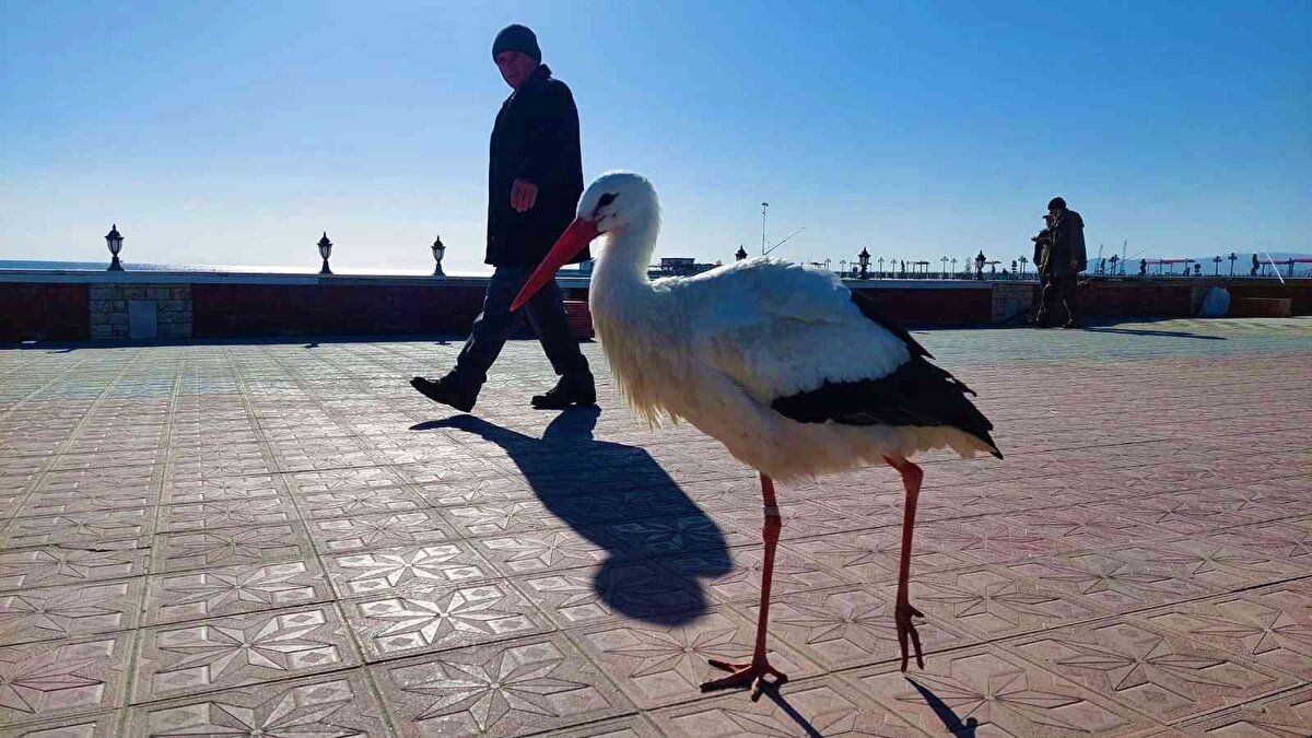 Geçtiğimiz yıl çeşitli badireler atlattıktan sonra sürüsünden ayrılarak Tekirdağ'a konan leylek, Süleymanpaşa ilçesinde vatandaşların yoğun ilgisiyle karşılaşıyor. Sahilde ve şehir içindeki esnafın sahip çıkarak, yem verdiği leylek şehir hayatına iyice alışarak adeta uçmayı unuttu.<br>