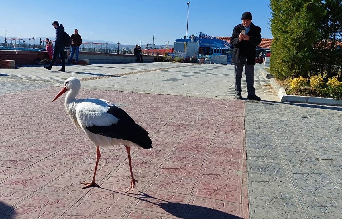 Zaman zaman sahil gezintisine çıkan leylek, vatandaşlarında yoğun ilgisiyle karşılaşıyor. Artık her yere yürüyerek giden ve şehrin maskotu haline gelen leylek, vatandaşlarla fotoğraf çekiliyor ve rahat rahat insanların ellerinden yem yiyebiliyor.