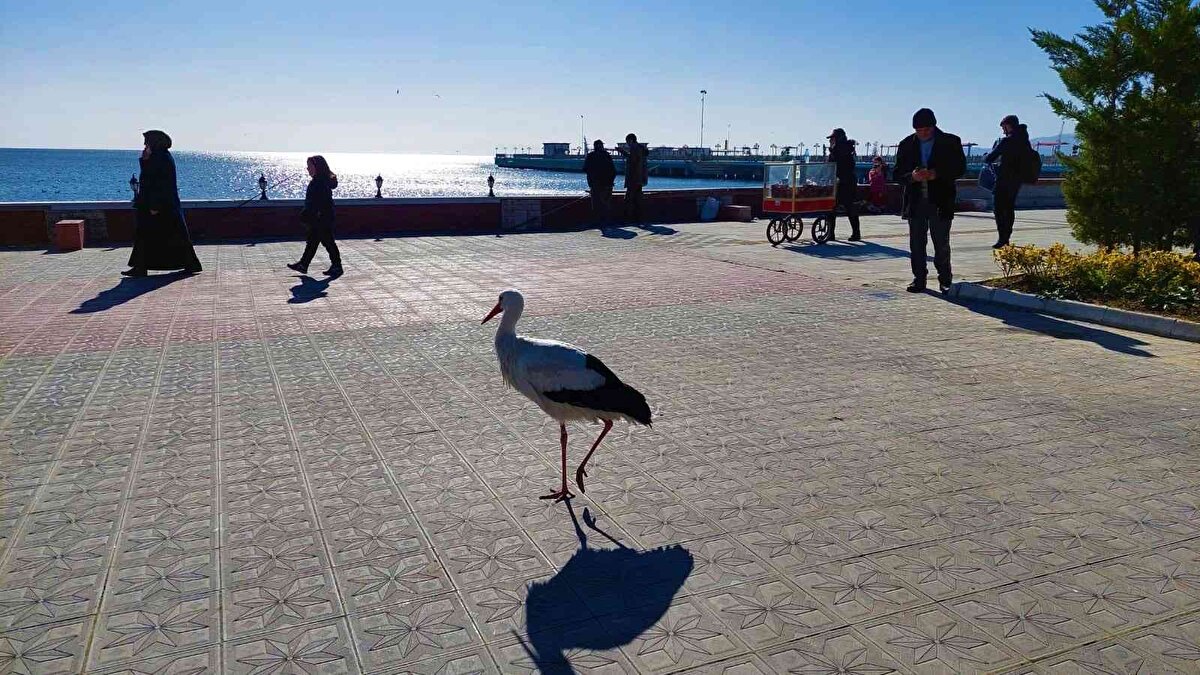 Kentte insanların yakın ilgi ve alakasından dolayı leyleğin uçup başka bir yere gitmeye niyeti yok.