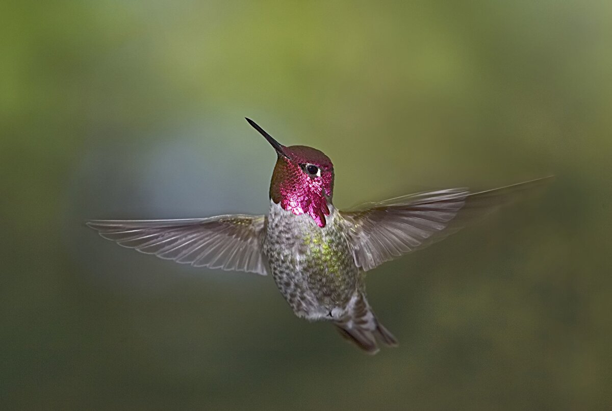 Bu nasıl bir güzellik sinek kuşu 6. sırada