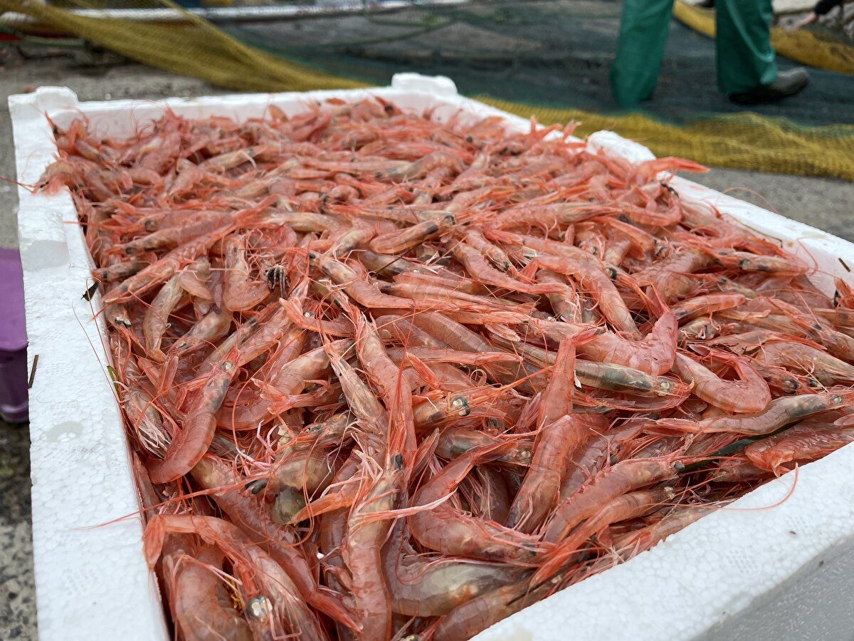 Karides, dil ve pisi balığı avcılığının ocak ayında yasaklanmasıyla balıkçılar, olumsuz havanın da etkisiyle zamanlarının büyük bölümünü limanda geçirerek teknelerinin bakımını yaptı ve zarar görmüş ağlarını onardı.