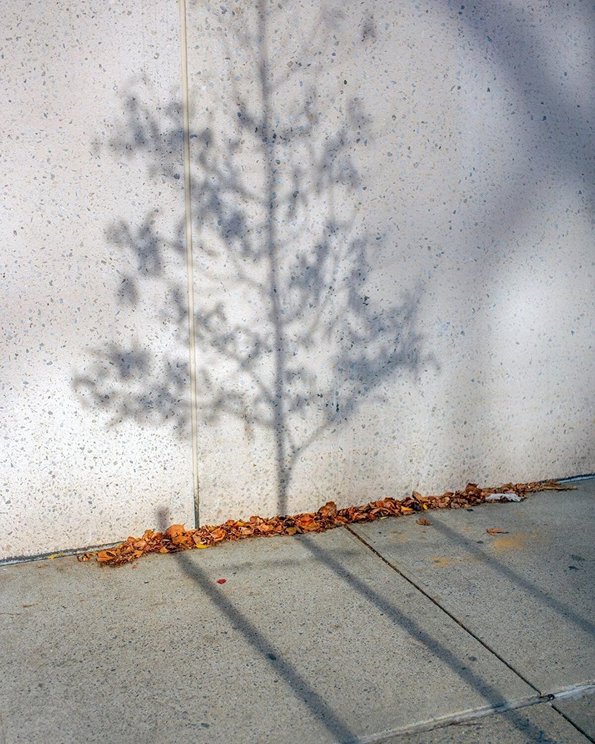 Dökülen yapraklarını yalnız bırakmak istememiş