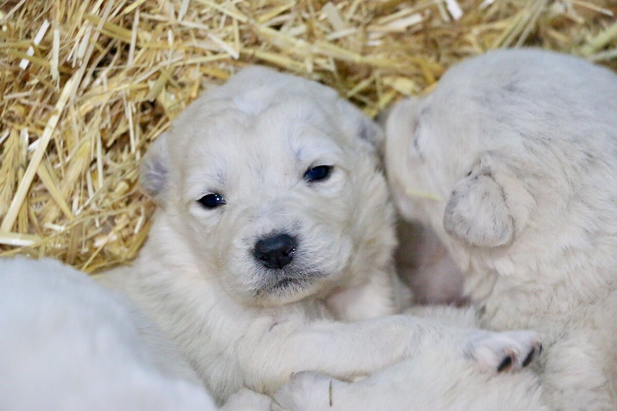 ABD'de 1997 yılında yapılan bir yarışmada "en iyi sürü bekçi köpeği" seçilen akbaşların ünü, 2013'te kenti ziyaret eden Cumhurbaşkanı Recep Tayyip Erdoğan'a hediye edildikten sonra arttı.<br>