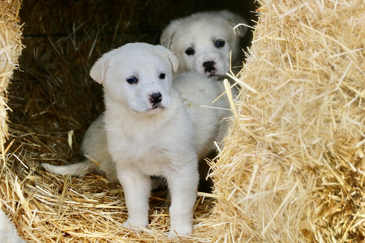 "Bize ulaşanlardan 3-4 ay sonrası için akbaş yavrusu siparişi alıyoruz. Rezervasyonları aldıktan sonra yavruları teslim ediyoruz. İlgi çok güzel. 2022 yılında şimdiye kadar 3 dişi akbaş doğum yaptı. Şu anda 13 yavrumuz var. 2022 yılında yaklaşık 150 akbaş yavrusunun dünyaya gözlerini açmasını planlıyoruz. Yıllık ortalama 70-80 yavruyu sahiplendiriyoruz. Modern tesisimizle bu sayının ikiye katlanmasını planlıyoruz."