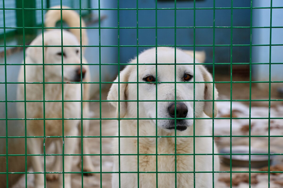 Yavru büyütme bölümü, akbaş gezinti alanı ve gölgeliklerin yer aldığı modern tesiste yılın ilk doğumları sürüyor. Özenle bakılan yavrular sütün yanı sıra yumurta, zeytinyağı ve et suyuyla besleniyor.
