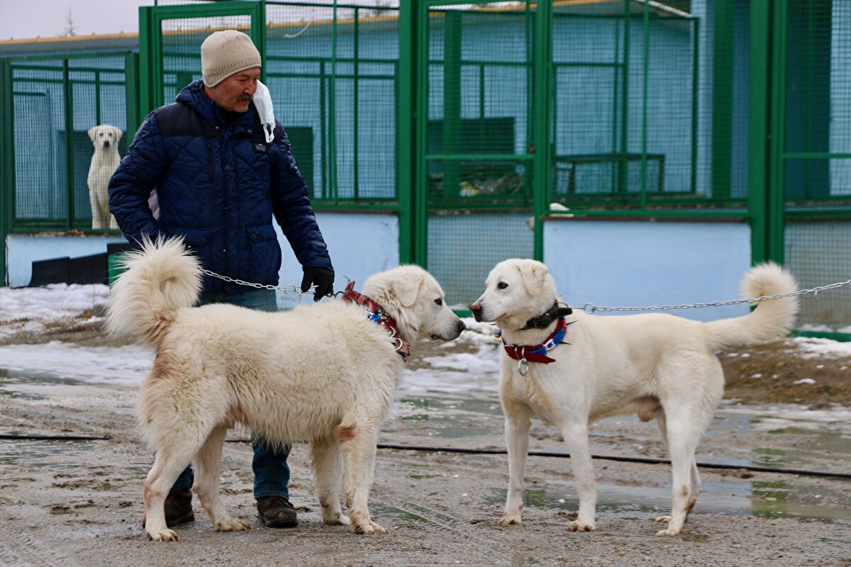 "Akbaşların sayıları gün geçtikçe artıyor. Yurt içi ve dışından yoğun talep gören bir çoban köpeği. 2009 yılında korumaya almak için çalışma başlattığımızda sayıları neredeyse yok denilecek kadar az olan akbaş çoban köpekleri şimdi hemen hemen her sürünün başında görülüyor. Bu da bizi memnun ediyor. Sürüyü koruyan, kurtlarla baş edebilen, bekçi özelliği fazla ve sahibine sadık bir köpek ırkıdır. Koyun sürüleri için vazgeçilmez bir bekçi köpeğidir. Akbaşların üstün özellikleri var. Beyaz tüyleri, atletik yapısı ve gücüyle ön plana çıkıyor. Akbaşlar, bekçi köpeği olmalarının yanı sıra sürüyü de bir çoban gibi güdebiliyor. Sürüyü hem koruyor hem de yönlendirebiliyor. Yetiştirme tarzına göre görevini yerine getiriyor. Küçükbaş ya da büyükbaş hayvan bekçiliğinin yanı sıra hindi ve tavukları bile koruyor. Özellikle çocuklara karşı saldırganlığı olmayan bir köpek ırkı. Karşısındakine zarar vermeyi değil, koruduğu alana sahip olmayı düşünen bir hayvan."