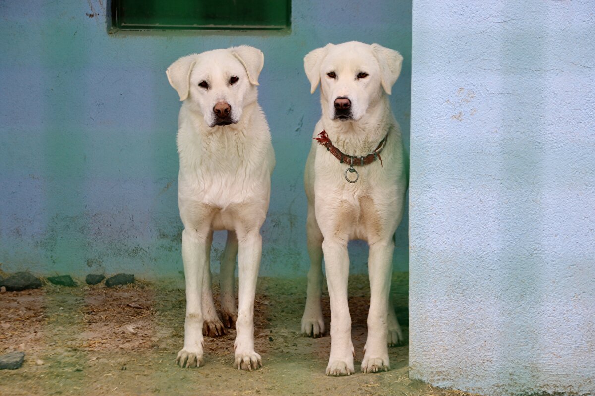 <br>Eskişehir "2013 Türk Dünyası Kültür Başkenti" ilan edildiğinde kenti ziyaret eden Cumhurbaşkanı Recep Tayyip Erdoğan'a bir erkek bir de dişi akbaş hediye ettiklerini kaydeden Ulutürk, "Çok hoşuna gitmişti. Cumhurbaşkanımız da akbaş çoban köpeklerine değer verdi. Daha sonra, hediye ettiğimiz köpeklerin yavrularından bize gönderdiler. Bu çok hoşumuza gitti." ifadelerini kullandı.