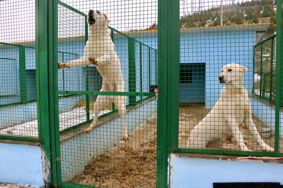 Akbaşların, İstanbul Emniyet Müdürlüğü tarafından hayata geçirilen "Asayiş Devriye Köpeği Olarak Kangal ve Akbaş Yetiştirme Projesi" kapsamında asayişte de yerini almaya başladığını dile getiren Ulutürk, bu ırkın polis ekipleriyle sıklıkla görev yapan Alman çoban köpeğinin hemen hemen bütün özelliklerine sahip olduğunu vurguladı.