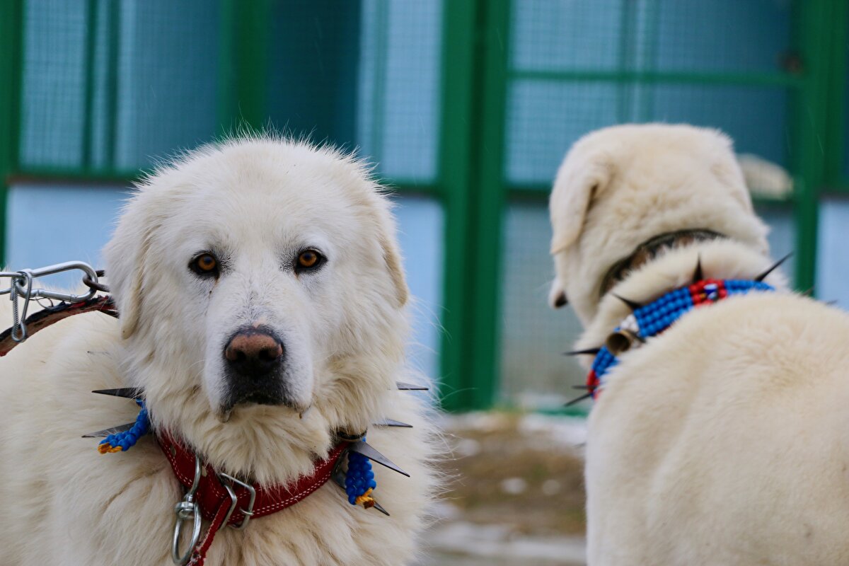 <br>Ulutürk, akbaşların her doğa koşuluna uyum sağlayabildiğini anlatarak, "Hem aşırı sıcakta hem de aşırı soğukta yaşamını rahatlıkla sürdürebiliyor. Antalya'nın sıcağına da Erzurum'un soğuğuna da dayanabiliyor. Kışın kar üzerinde bile yatabiliyor. Çevreye çok rahat uyum sağlıyor." dedi.
