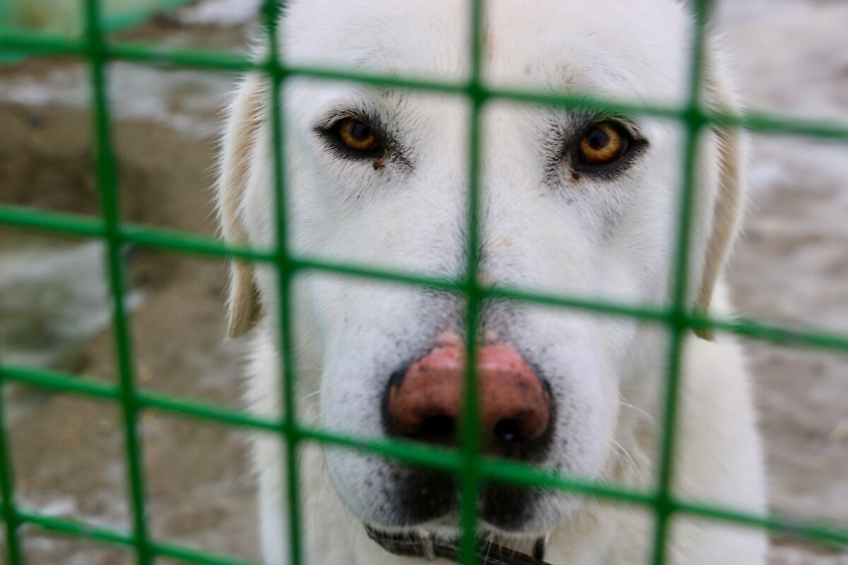 Tarım ve Orman Bakanlığı, Sivrihisar Kaymakamlığı ve Belediyesinin iş birliğiyle ilçenin Kurşunlu Mahallesi'nde 30 bin metrekare alanda kurulan Sivrihisar Akbaş Çoban Köpekleri Üretme ve Koruma Merkezi'nde, 40'i dişi olmak üzere 50 damızlık akbaş bulunuyor.