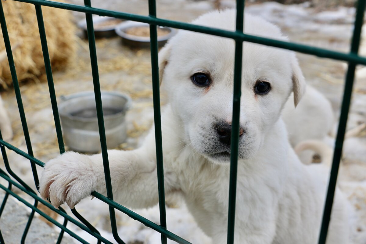 <br>Akbaş çoban köpeklerinin üstün özelliklerinden dolayı oldukça fazla talep gördüğünü bildiren Ulutürk, şöyle devam etti: