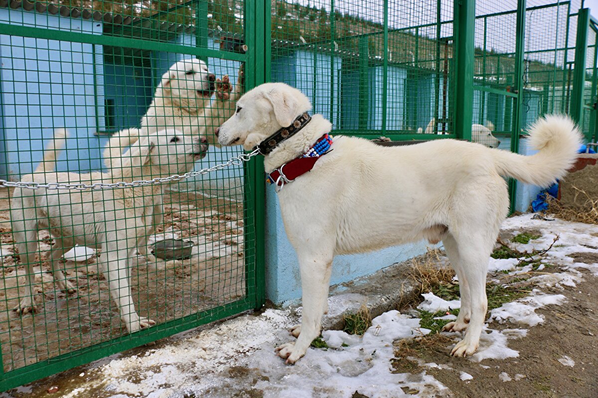 Akbaş Çoban Köpeği Irkını Araştırma Koruma Geliştirme Tanıtma ve Yaygınlaştırma Derneği Başkanlığını yürüten İlçe Tarım ve Orman Müdürü Erhan Ulutürk, AA muhabirine, geçen sene kurulan modern tesisin 60 baş akbaşa uygun tasarlandığını söyledi.