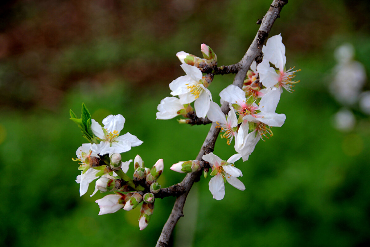 Mersin'in Silifke ilçesinde geçen yıl temmuz ayında çıkan orman yangınında tarımsal alanların zarar gördüğü Işıklı Mahallesi'nde, badem ağaçlarının çiçek açması bölgedeki üreticileri sevindirdi.<br><br>