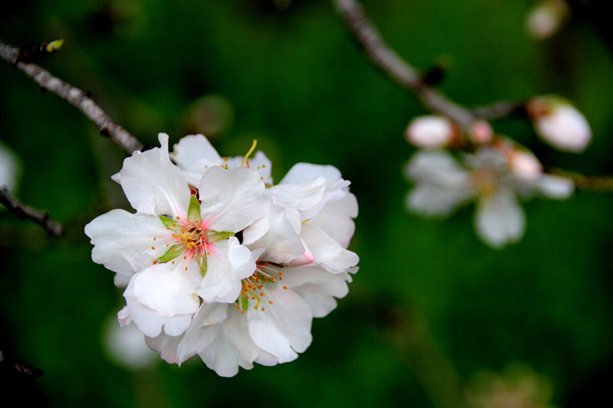 Silifke Ziraat Odası Başkanı Cafer Doygun, gazetecilere, bölgedeki badem ağaçlarının büyük bölümünün orman yangınlarında zarar gördüğünü belirterek, "Yaklaşık 300 bine yakın badem ağacı var. Yangınlardan dolayı çok sayıda ağacımız zarar gördü. Çiftçimiz yine de umutlu ve mutlu. Çiçekler meyveye döndüğünde daha da mutlu olacaklar." dedi.<br><br>