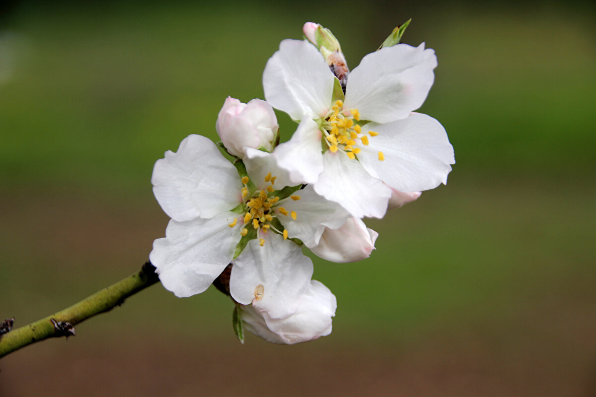 Silifke ilçesinde, geçen yıl 29 Temmuz'da çıkan orman yangını üçüncü gününde kontrol altına alınmıştı. Yangında tarımsal alanlar da zarar görmüştü.<br><br>