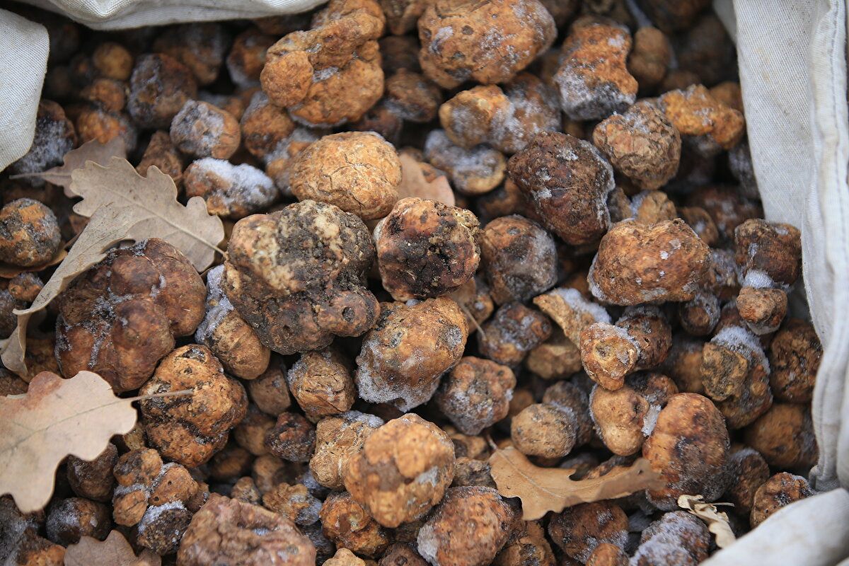 Bu alanda uzmanlaştıktan sonra İstanbul'un stresinden uzaklaşmak amacıyla Kırklareli'ne göç ettiğini belirten Arslan, "Yaklaşık 15 yıldır mantar topluyorum. Yer tespitini yaptıktan sonra köpeği trüfün olabileceği yerlere yönlendirmeye çalışıyoruz. Topladığım trüf özellikle yurt dışında çok rağbet görüyor. Yavaş yavaş talepler çoğalmaya başladı ama çoğunluk yurt dışından." dedi.<br><br>