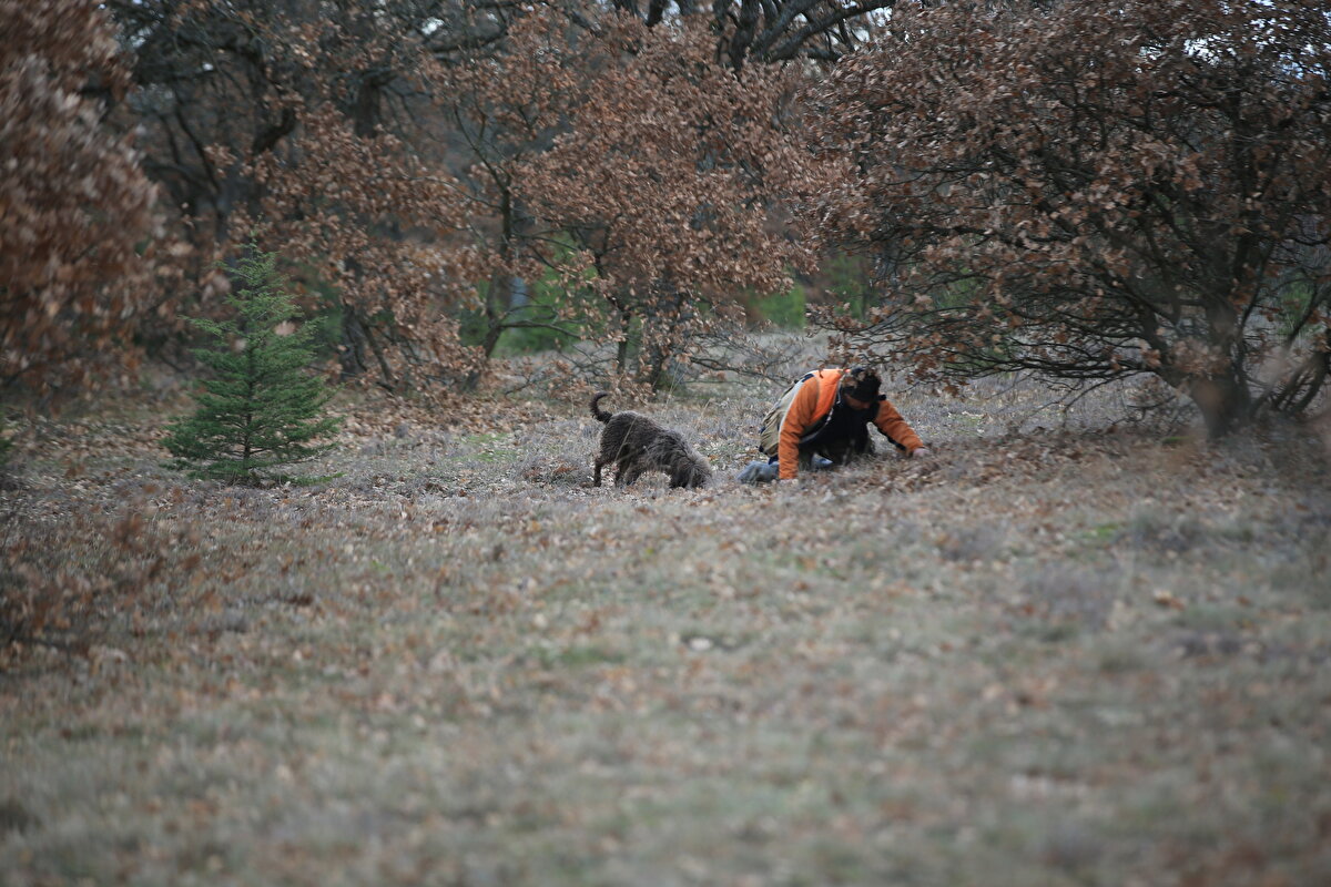 Kırklareli'nde ormanlık alanlarda özel eğitimli köpeklerle toplanan trüf mantarı yurt dışına satılıyor.<br><br>