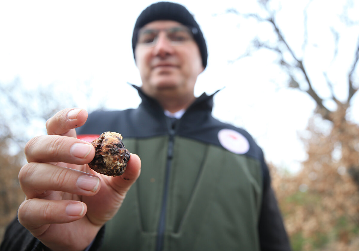Günde ortalama 500 gram toplanabilen trüf mantarı, kalitesine göre 150-800 euroya yurt dışından alıcı buluyor.<br><br>