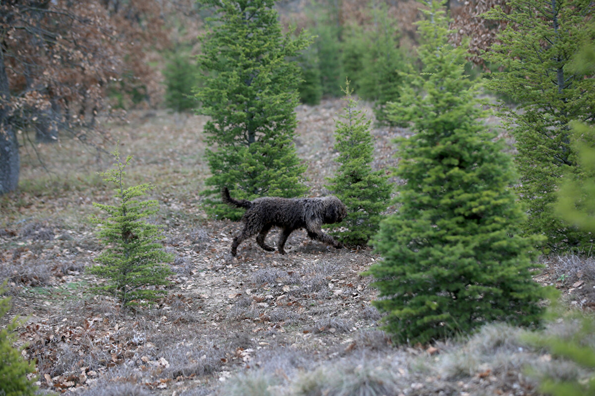 Arslan, günde bazen 100 gram, bazen 15 kilogram trüf topladığını ancak talepleri karşılayamadığını kaydetti.<br><br>