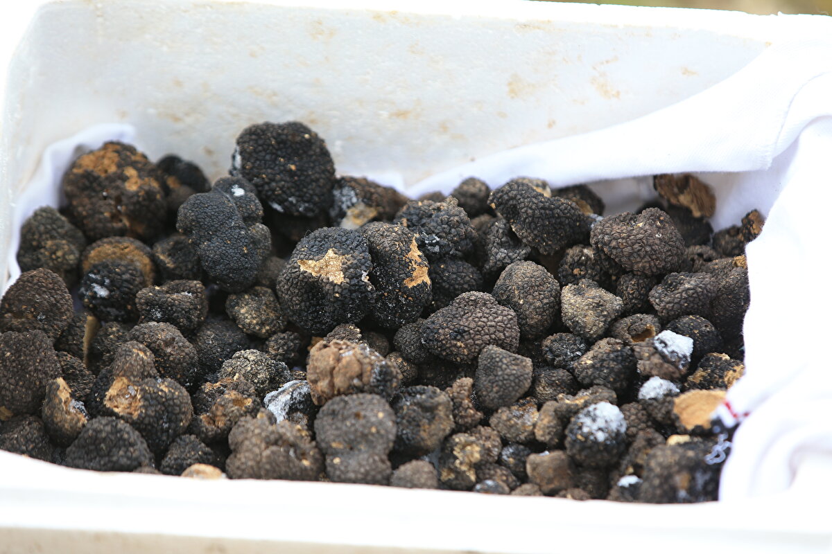 Kırklareli Tarım ve Orman Müdürü Mehmet Aksoy, trüf mantarının ekonomik getirisinin yüksek olduğunu söyledi.<br><br>Bu mantar çeşidinin toplanabilmesi için kurs açacaklarını belirten Aksoy, "Trüf mantarı zengin bitki çeşitliliğine sahip Kırklareli'nde de yetişiyor. Ormandaki mantarların toplanması için yeni alanlar açmaya çalışacağız. Bununla ilgili kurslarımız olacak. Çiftçilerimiz gelir kaynaklarını arttırarak hem ülke ekonomisine hem de kendi ekonomilerine katkı sağlamış olacaklar" dedi.