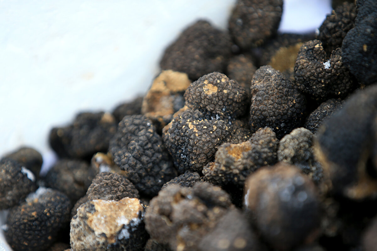 Trüf mantarının yetiştiği alanlara özel eğitimli köpekleriyle giden toplayıcılar, ormanlık alanda trüf mantarı bulabilmek için günde yaklaşık 25-30 kilometre yol katediyor.<br><br>