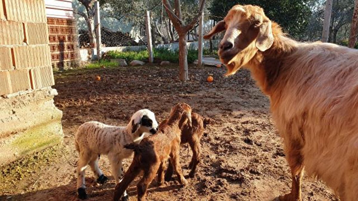 İlginç olay, Aydın'ın Kuyucak ilçesine bağlı Horsunlu Mahallesi'nde gerçekleşti. Kuzu doğuran 3 yaşındaki keçi veterineri bile şaşkına çevirdi. Akıllara durgunluk veren olayda biri kuzu, ikisi oğlak olmak üzere üçüz doğum yapan anne keçi sağlıklı şekilde dünyaya getirdiği yavruları ile görenleri hayrete düşürüyor.<br><br><br>
