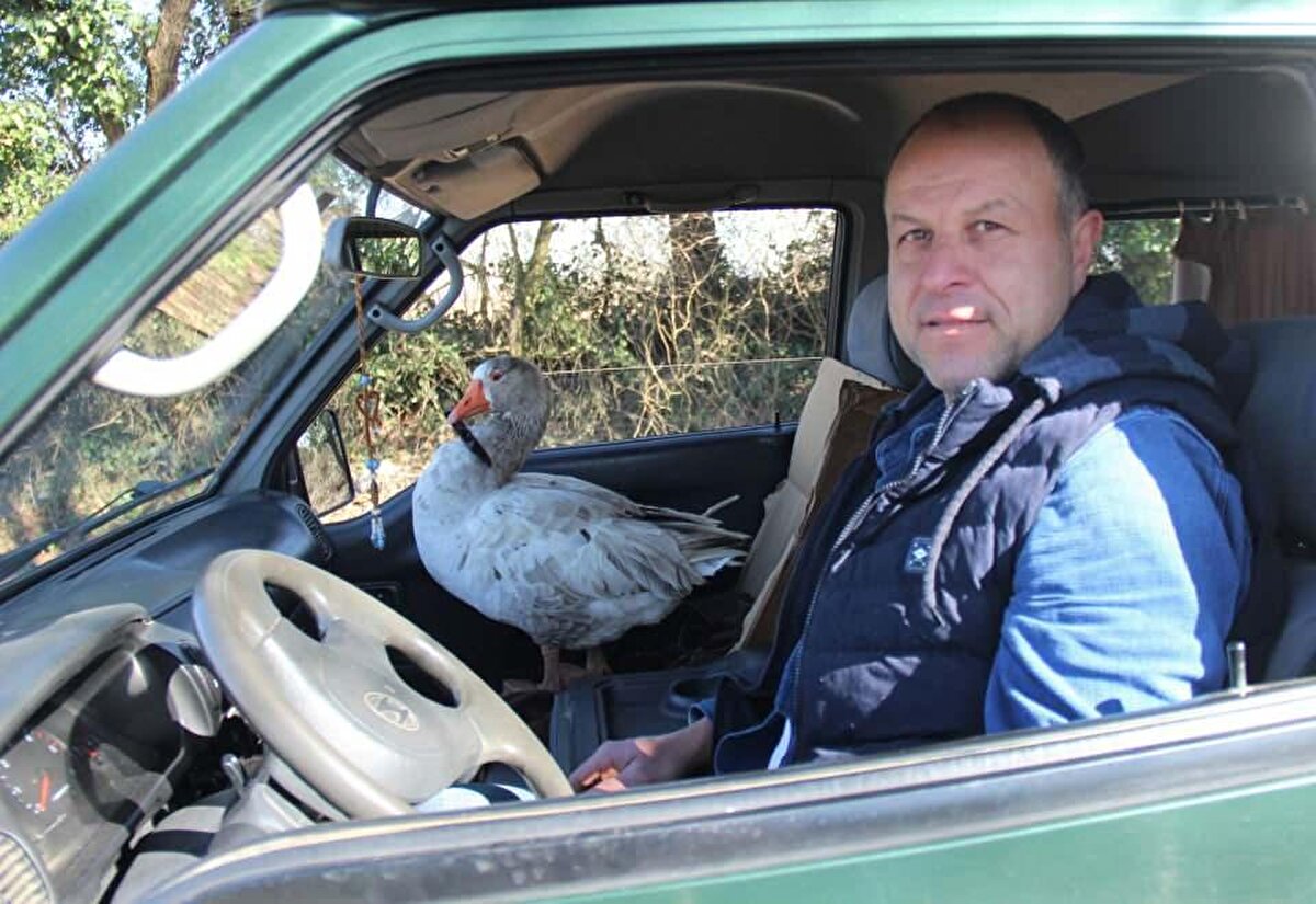 Minibüsün ön koltuğunda kendisine ayrılan yerde şehir şehir dolaşarak seyahat eden 'Cango' isimli kaz, görenleri hayrete düşürüyor. İstanbul, Sakarya ve Kocaeli’nin sokaklarında sahibiyle birlikte gezen Cango’nun boynundan da papyonu eksik olmuyor. Cango’yu çok seven ve her fırsatta gezintiye çıkaran Evcenler, çocuklarının şikayetine bile maruz kalıyor.