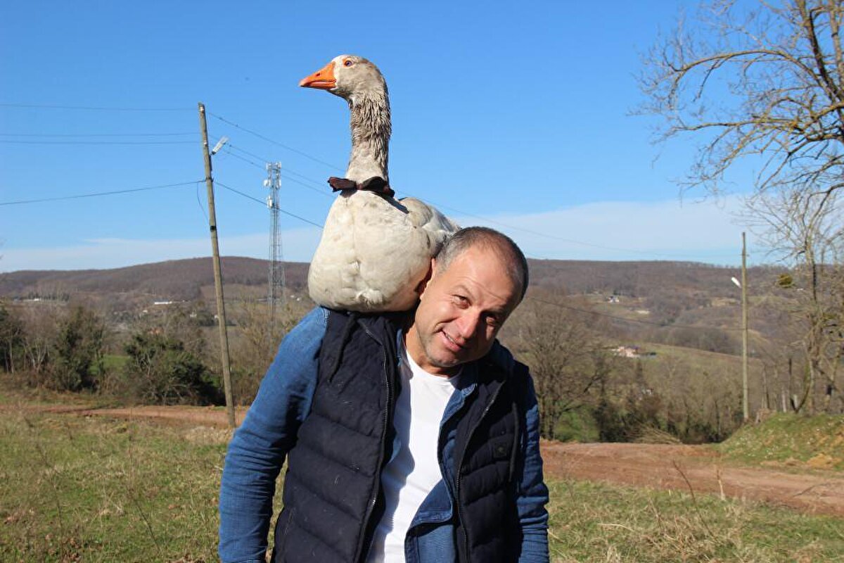Arabanın ön koltuğuna oturarak benimle çarşıya, tarlaya her yere gelir. Çocuklarım Cango’yu kıskanıyor ve bu sebeple onu pek sevmezler. Ben Cango’yu gezdiriyorum diye çocuklar şikayetçi.