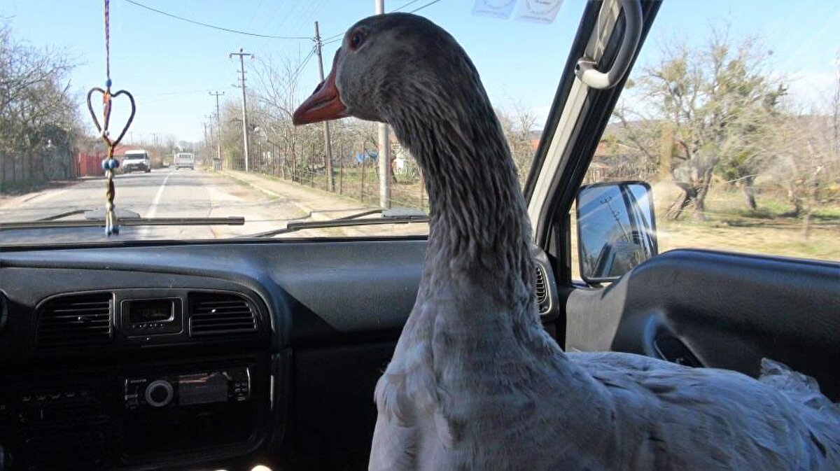 Arabaya bineceğimiz zaman uça uça gelir. Arabanın ön koltuğuna oturarak benimle gezmeye gelir. Dışarıda insanlar kazı görünce şaşırıyorlar, fotoğraflar ve video çekiyorlar.