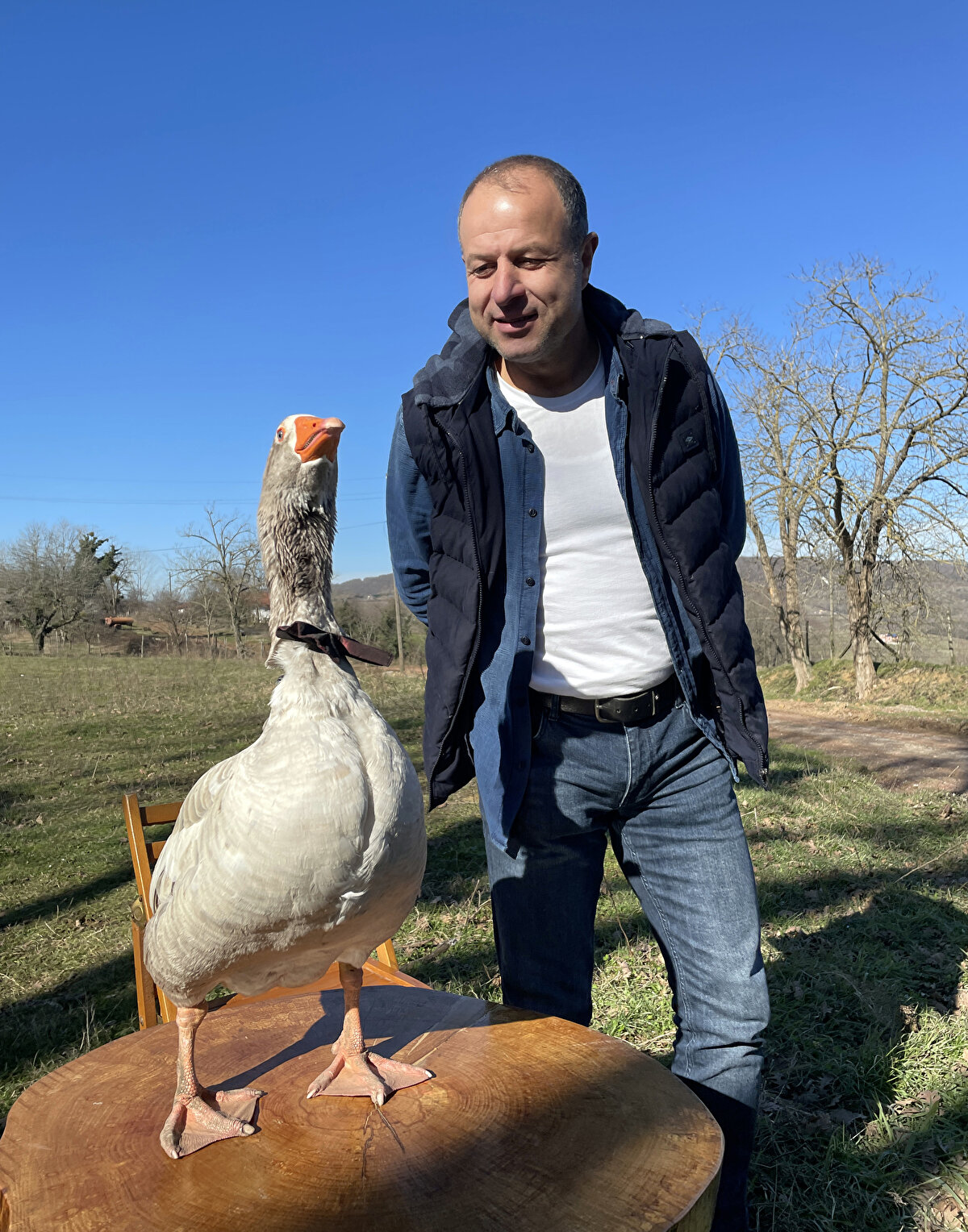 Herkeste kedi ve köpek var ancak kimsede kaz yok bu sebeple insanlara ilginç geliyor. Bu papyonlu kaz. Papyonunu Sakarya’da özel olarak diktirdim.