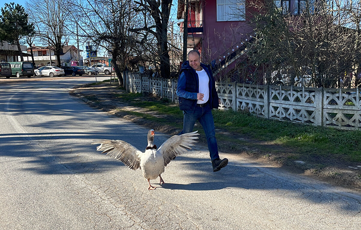 Cango’yu kendisine doktorunun hediye ettiğini söyleyen Yılmaz Evcenler, "Doktorum biri dişi biri erkek iki tane kaz getirdi. Ancak dişisi 15 gün yaşadıktan sonra öldü. İlk başta Cango bana ve ineklere saldırmaya başladı daha sonra ise kendisi ile arkadaş olduk.