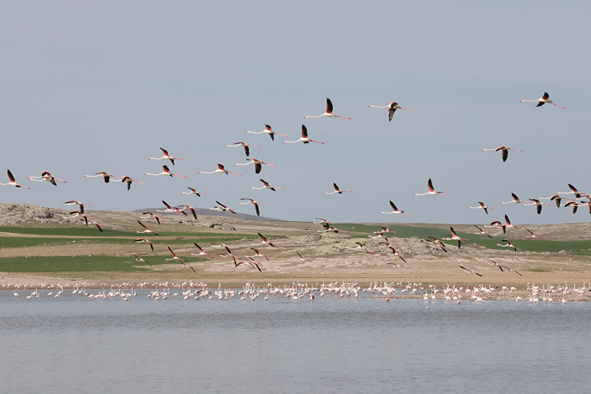 10 gün boyunca sürdürülen çalışmalar sonucu 2 bin 500 kamyon kar, şehir merkezinden iş makineleriyle kanallara taşındı.<br><br>