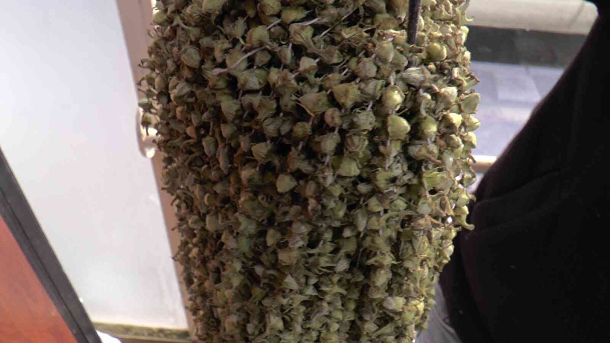 Bamya vazgeçilmez bir mamul tabi bunun yanında fiyatların artması satışları da düşürdü ve talepler de ona göre biraz daha azaldı. Bamya bize Amasya bölgesinden gelir. Kayseri'de de özellikle çiçek bamya dediğimiz tür olacak bunun dışındaki bamyalar burada pek tutulan bamya değil" dedi.