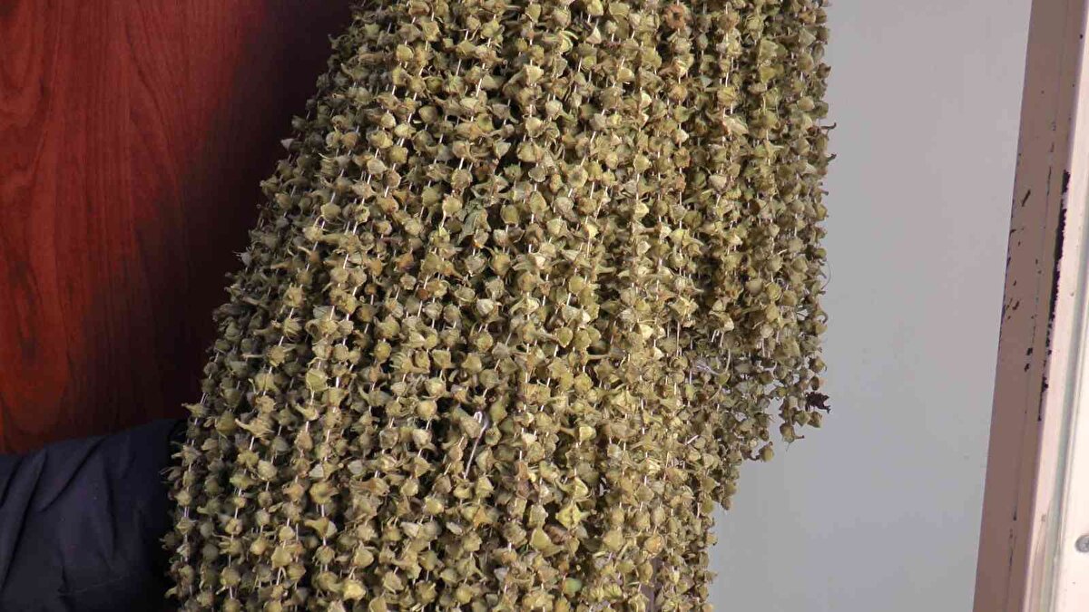 Kuraklıktan dolayı da üretiminde sıkıntı oldu ve ister istemez de fiyatları arttı. Bamya Anadolu'nun sevilen bir yemeği, özellikle de düğünlerde, Ramazan'da ve kış günlerinde olmazsa olmaz yemek türümüz.