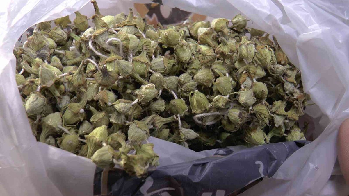 Vatandaşların kilo olarak alamasa da 100-150 gram olarak bamyayı alarak tükettiklerini söyleyen Çarşıbaşı, “Bunlar sabah ezanında gün doğmadan toplanır ve teker teker ipe dizilir. Bamya, güneş olmayan yerde, rutubet olmayan yerde kurutulur. Ülkemizdeki fiyat artışından bamya da etkilendi ama buna nazaran tekrar geriye doğru çekilmeye başladı.