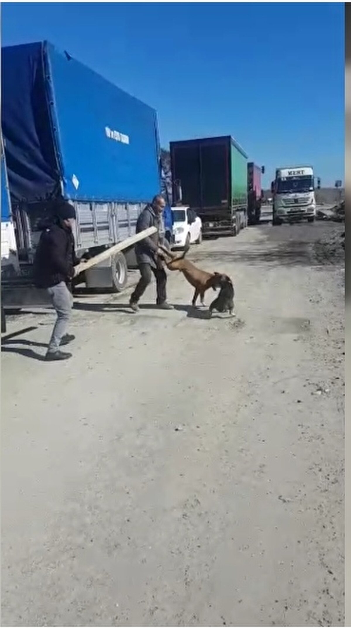 Kısa bir süre sonra, Pitbull cinsi köpek, sahiplerinin yanında bir esnafın köpeğine saldırdı. Köpeğin sahipleri panik yaparken, saldırıya uğrayan köpeğin yardımına çevredekiler koştu.