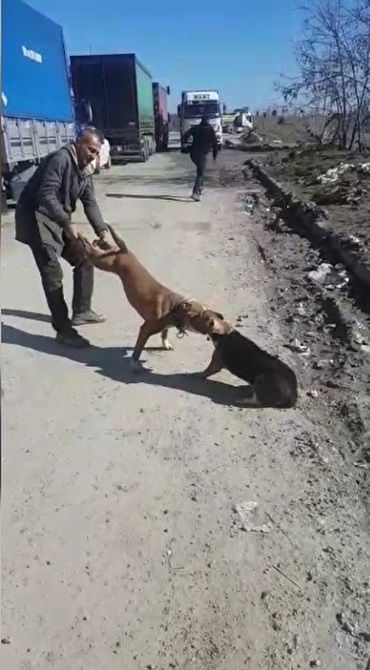 İstanbul'un Sultangazi ilçesinde meydana gelen olay cuma günü Dökümcüle Sitesi'nde yaşandı.<br><br>Bölgede bulunan şantiye çalışanlarının beslediği Pitbull cinsi köpek, sahipleri tarafından ağızlıksız ve tasmasız gezdirildi.