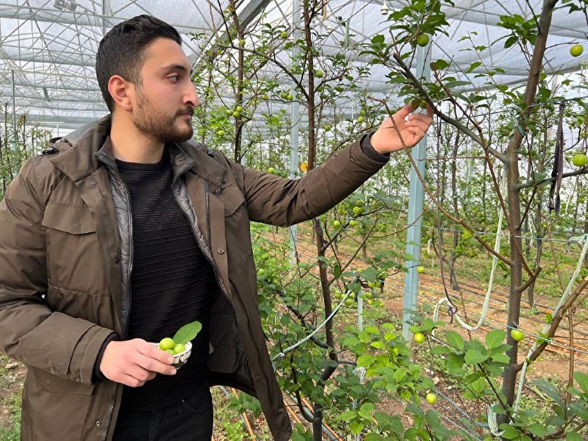 Annesine erik almak için serayı ziyaret eden Semih Türker ise, “Sosyal medya ve televizyonda erik üretimini duydum, soluğu hemen burada aldım. Eriklerin lezzeti ise harika" diye konuştu.